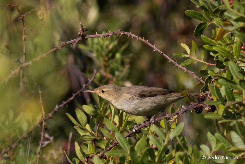 Melodious Warbler - ML20258971