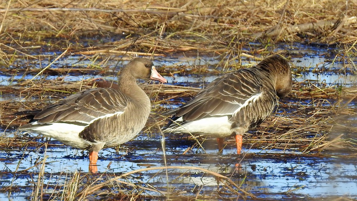 Greater White-fronted Goose - ML202591531