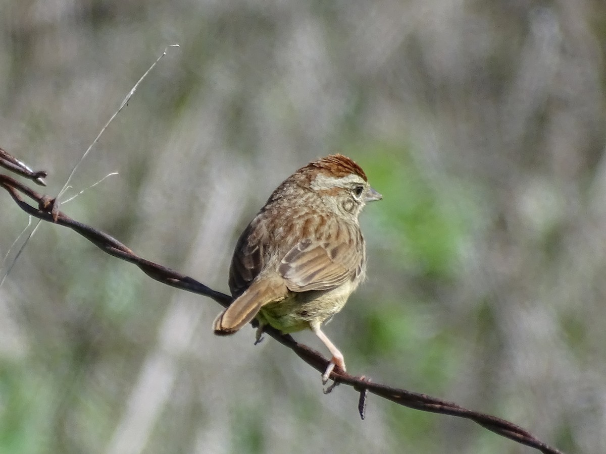 Rufous-crowned Sparrow - TK Birder