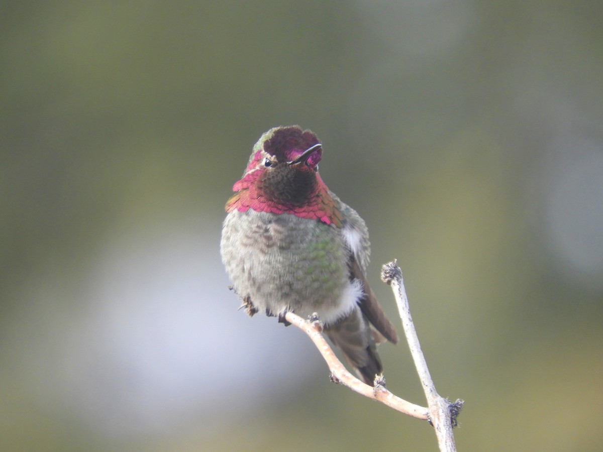 Anna's Hummingbird - ML202595611