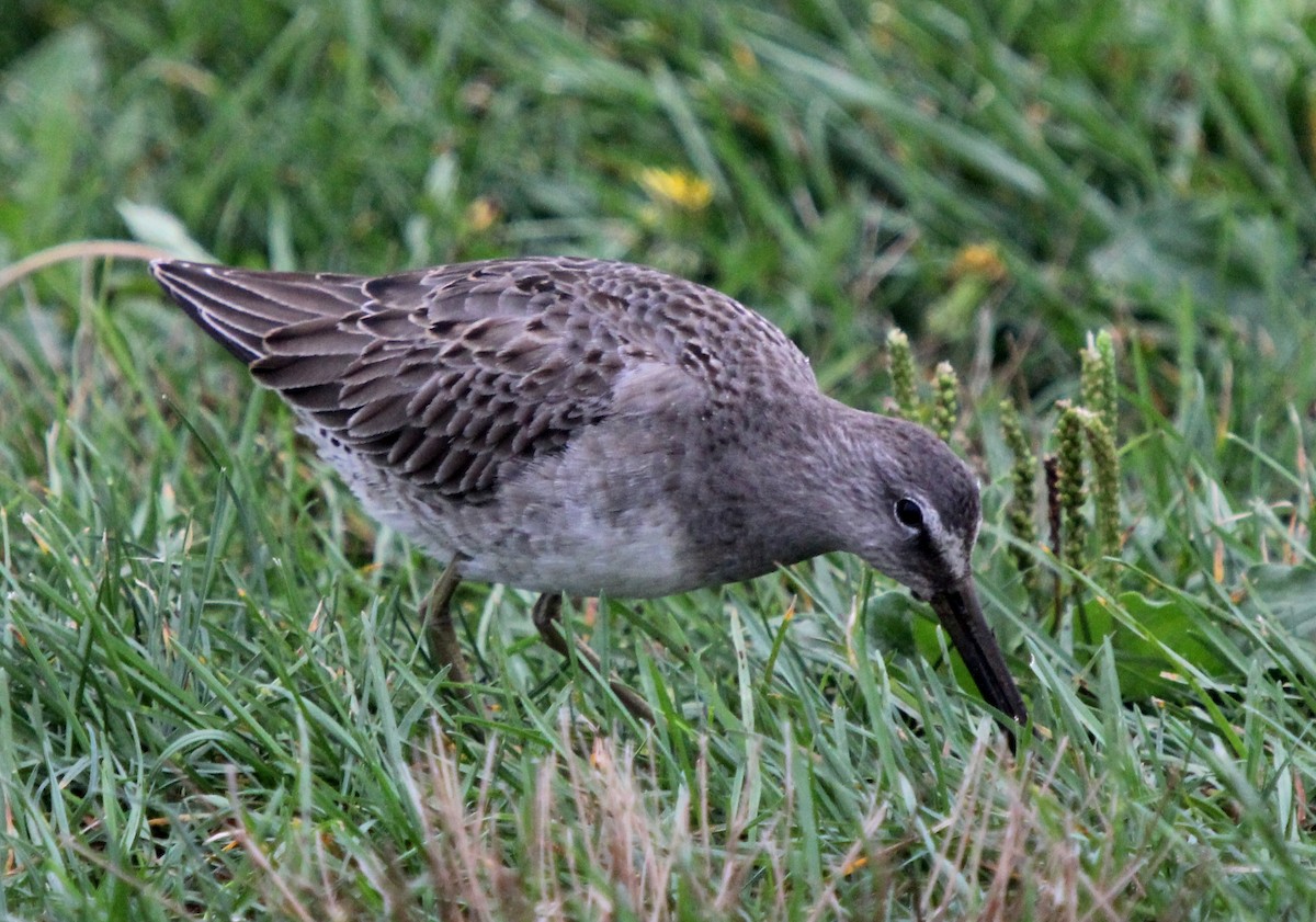 Long-billed Dowitcher - ML20259651