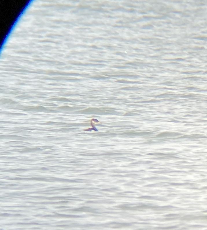 Red-necked Grebe - ML202597051