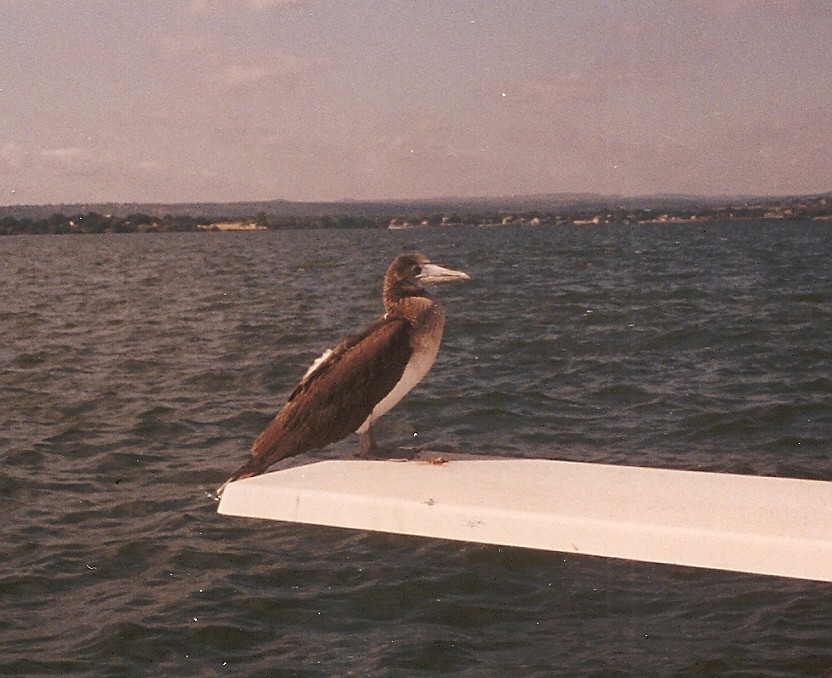 Blue-footed Booby - ML20259911