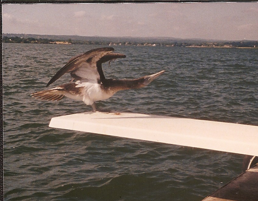 Blue-footed Booby - ML20259921