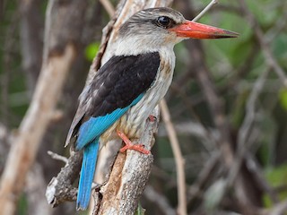  - Brown-hooded Kingfisher