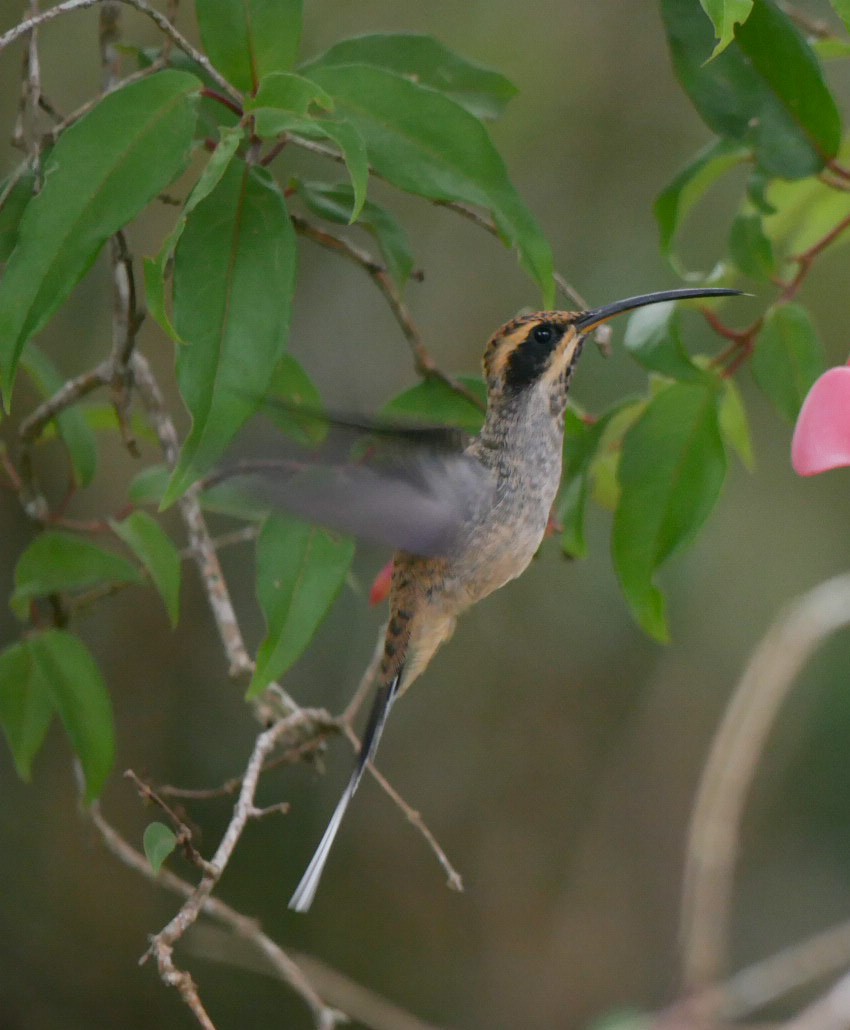 Scale-throated Hermit - ML202601321