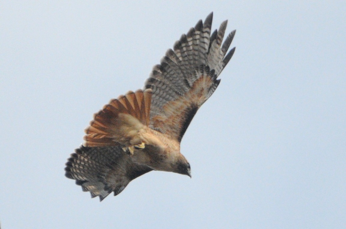 Red-tailed Hawk (calurus/alascensis) - ML20260431
