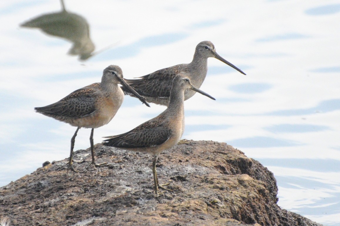 Long-billed Dowitcher - Michael Rieser