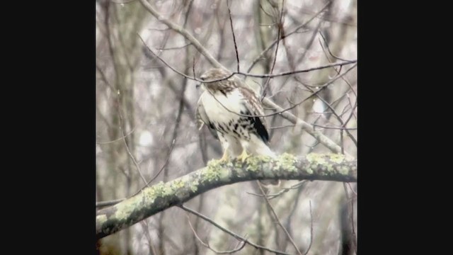 Red-tailed Hawk - ML202607111