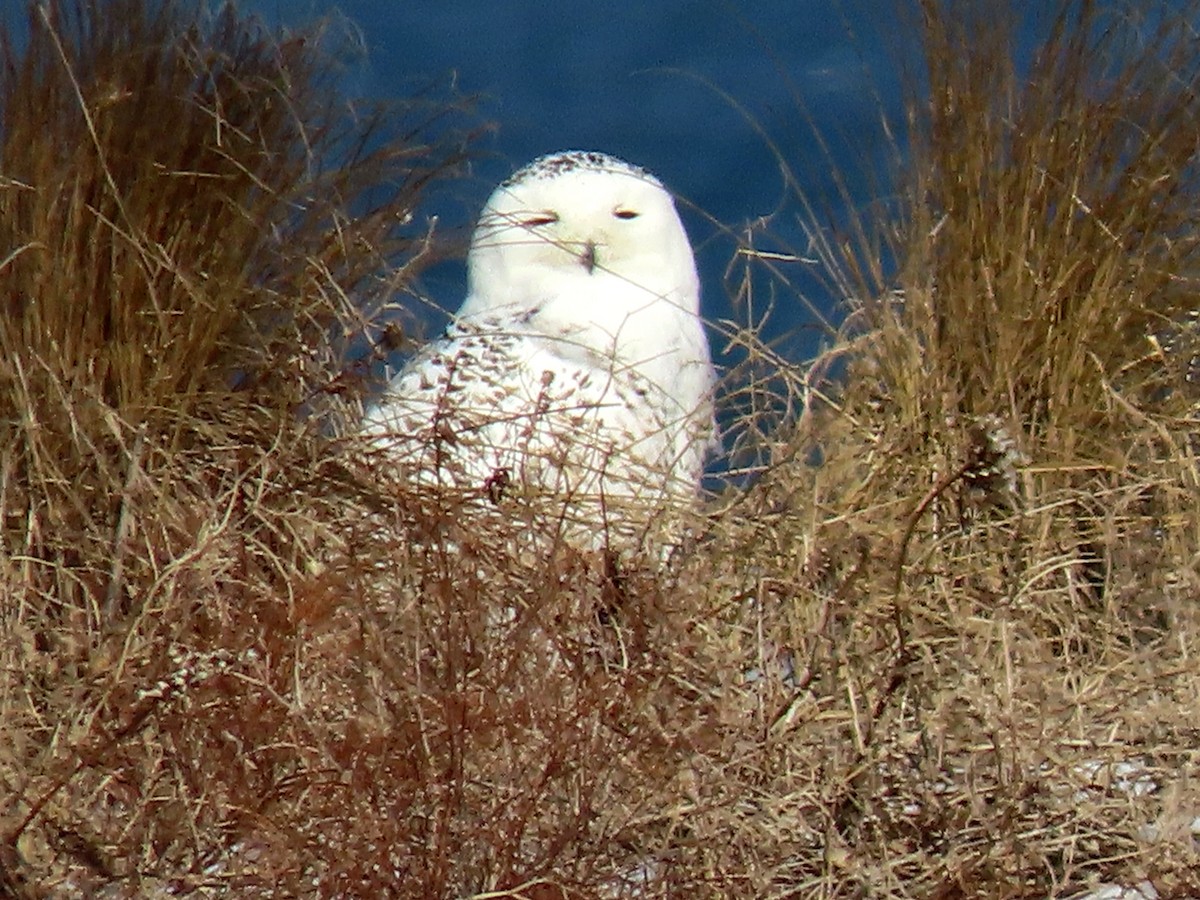 Snowy Owl - ML202607521