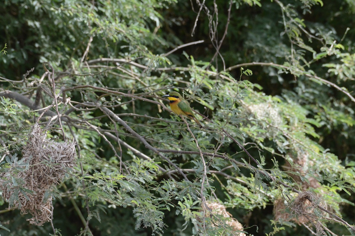 Little Bee-eater - ML202607871