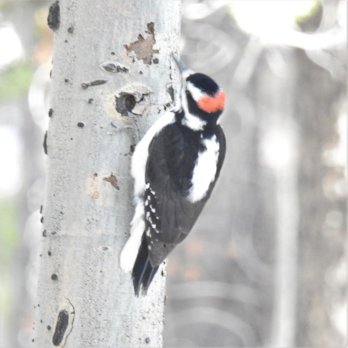 Hairy Woodpecker (Rocky Mts.) - ML202613361