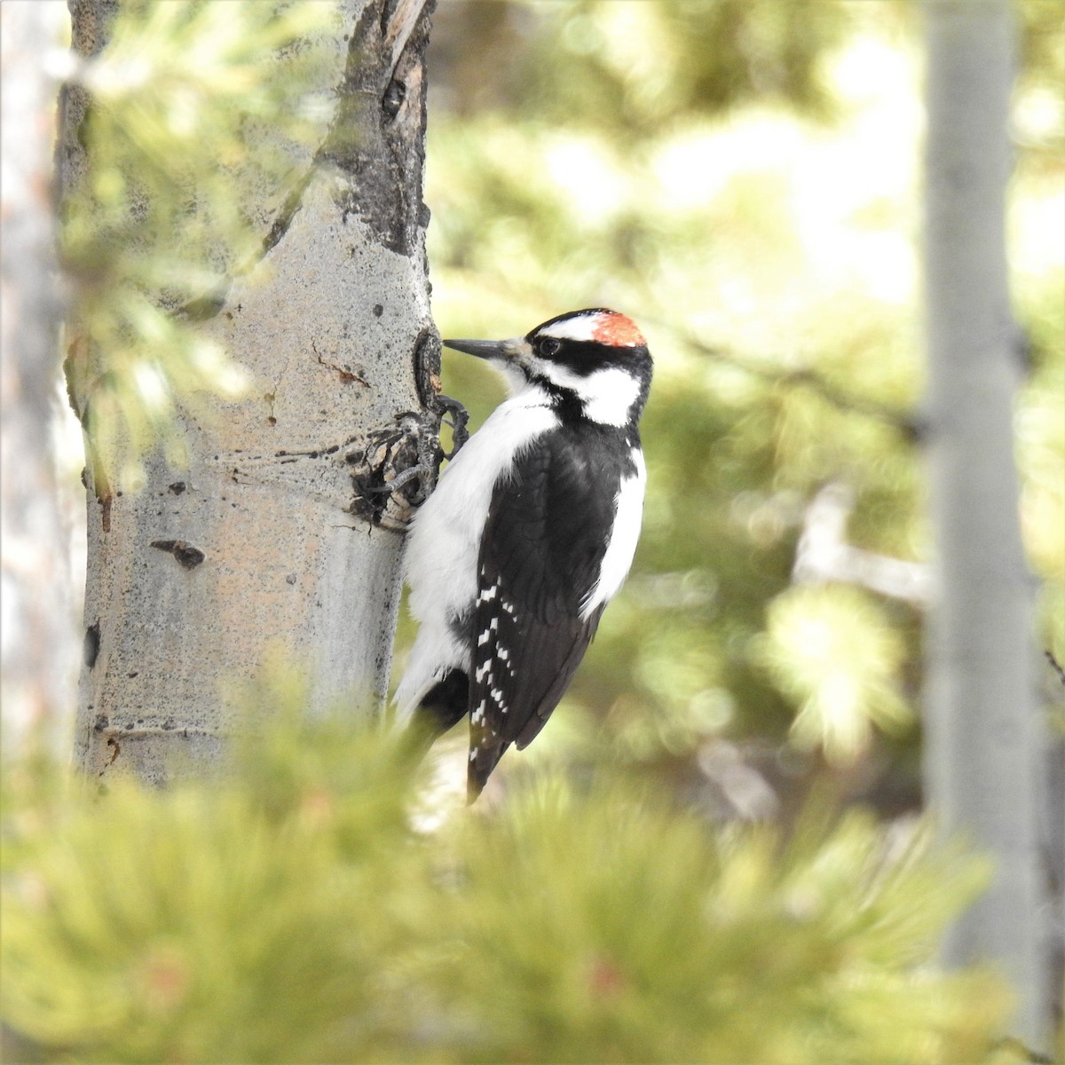 Hairy Woodpecker (Rocky Mts.) - ML202613431