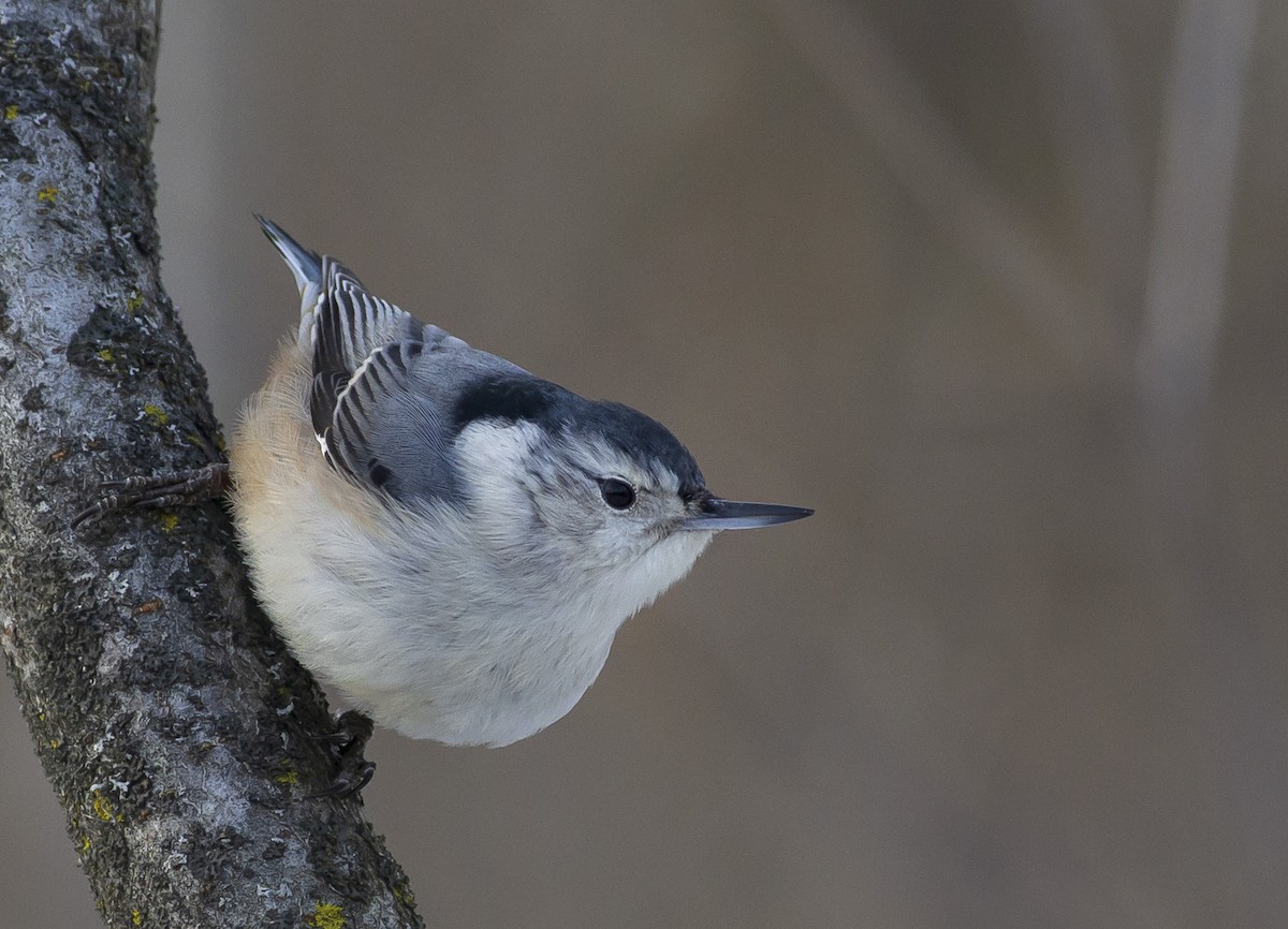 White-breasted Nuthatch - ML202614001