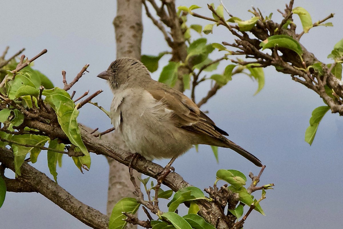 Swahili Sparrow - ML202615301