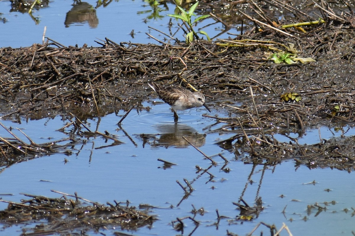 Least Sandpiper - Terry Bohling