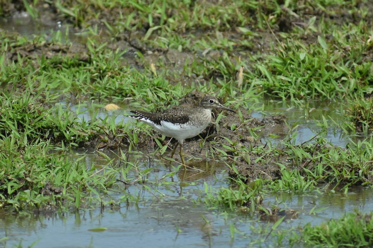 Solitary Sandpiper - Terry Bohling