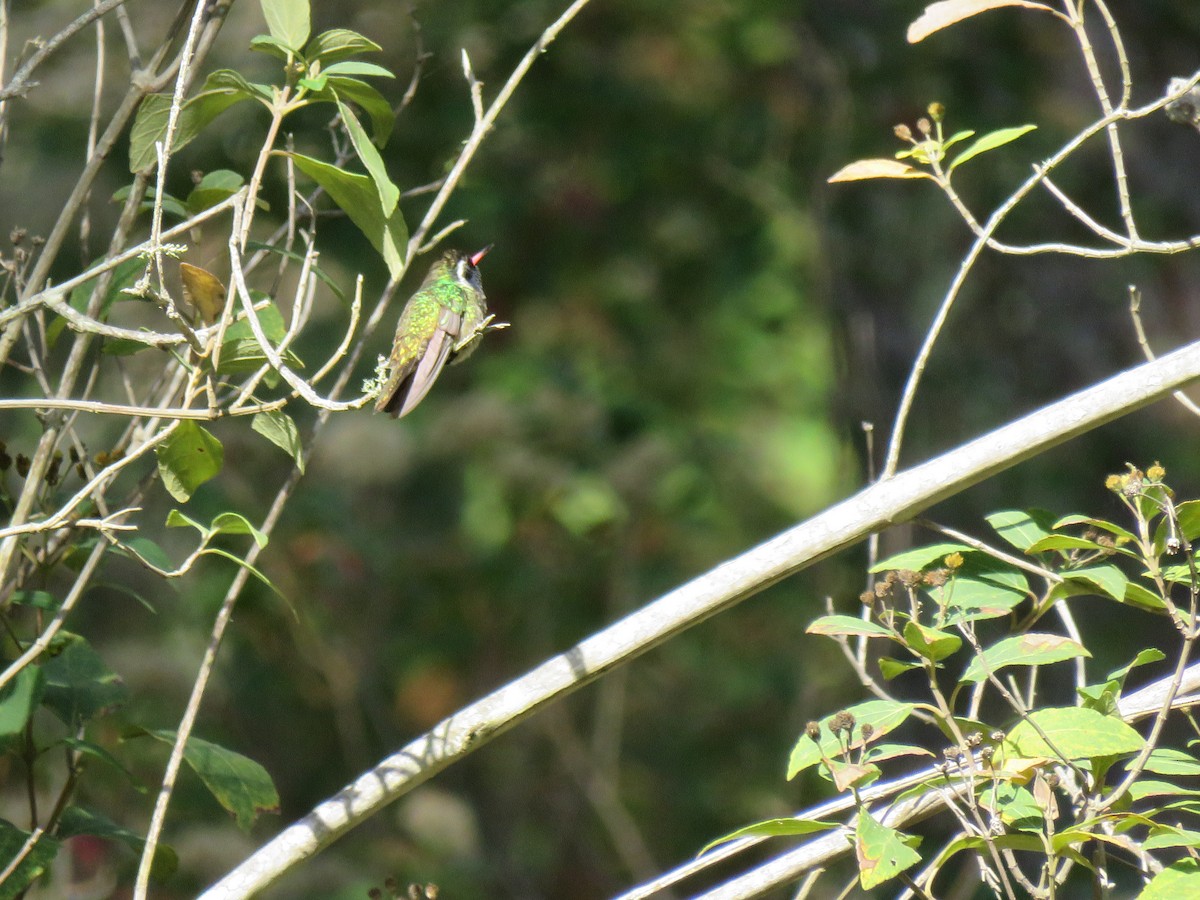 White-eared Hummingbird - ML202617661