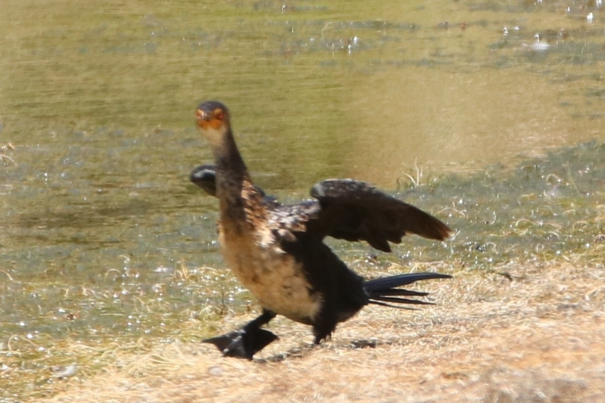 Long-tailed Cormorant - ML202618091