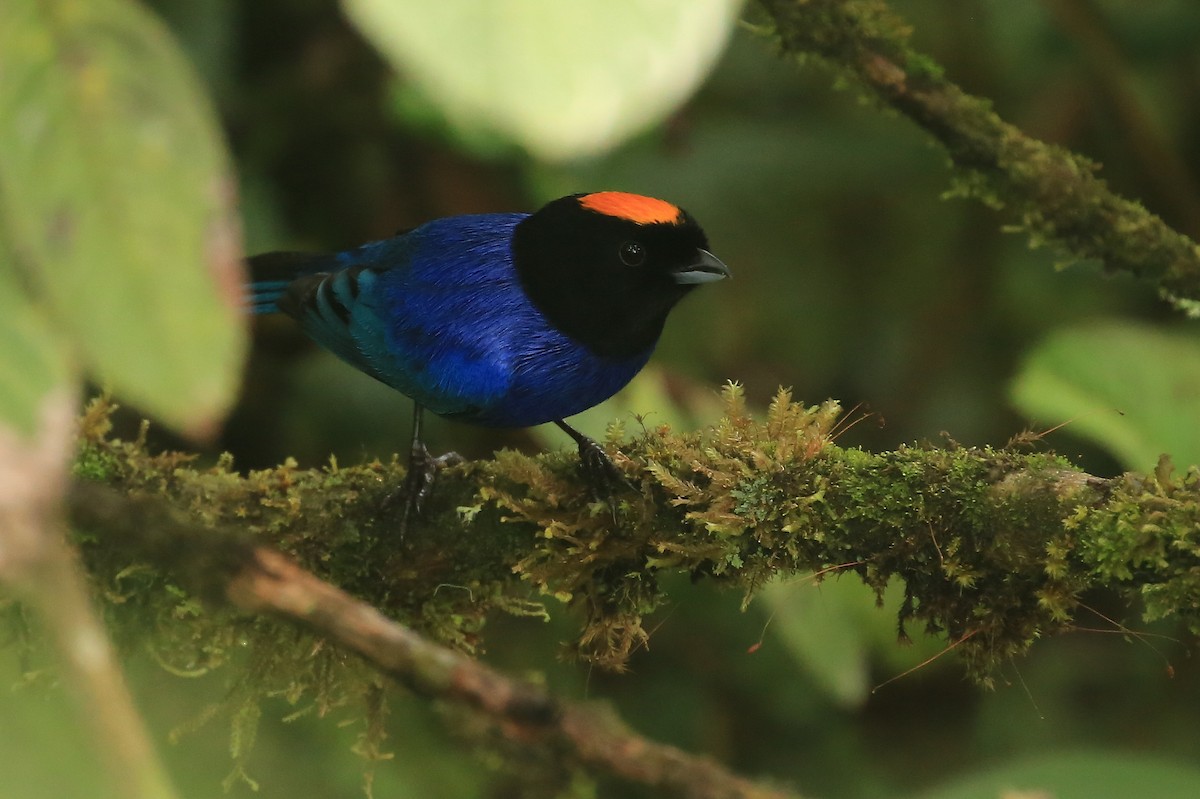 Golden-crowned Tanager - ML202620391
