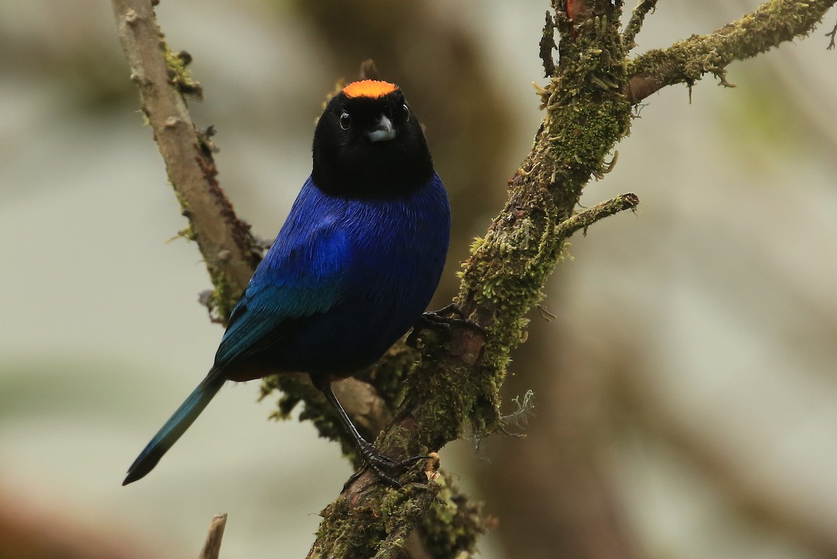 Golden-crowned Tanager - ML202620421