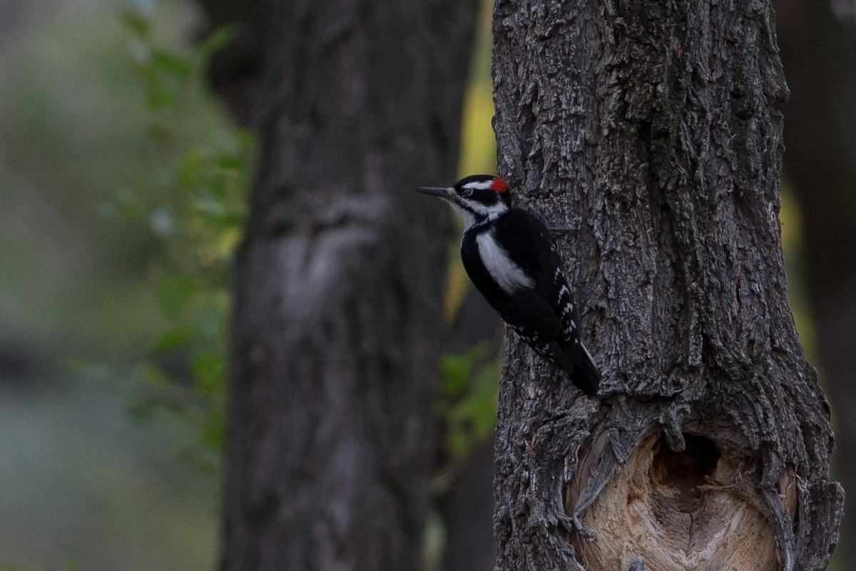Hairy Woodpecker (Rocky Mts.) - Chris Wood