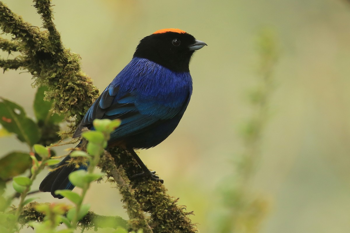 Golden-crowned Tanager - ML202620511