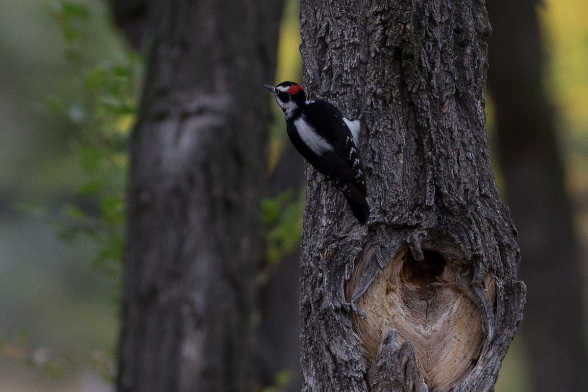 Hairy Woodpecker (Rocky Mts.) - ML20262071