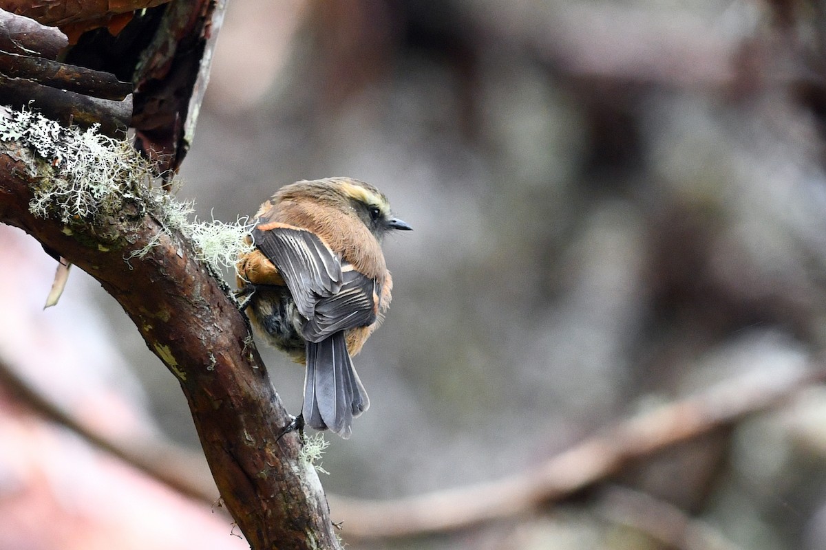 Brown-backed Chat-Tyrant - ML202621981