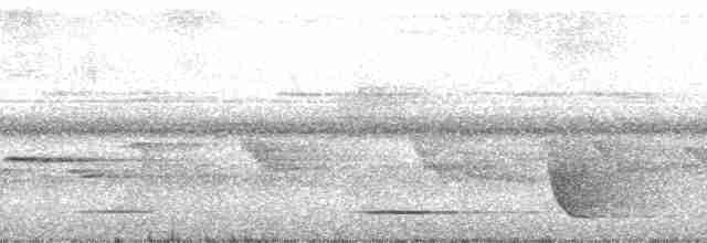 Белокрылая веерохвостка - ML202624