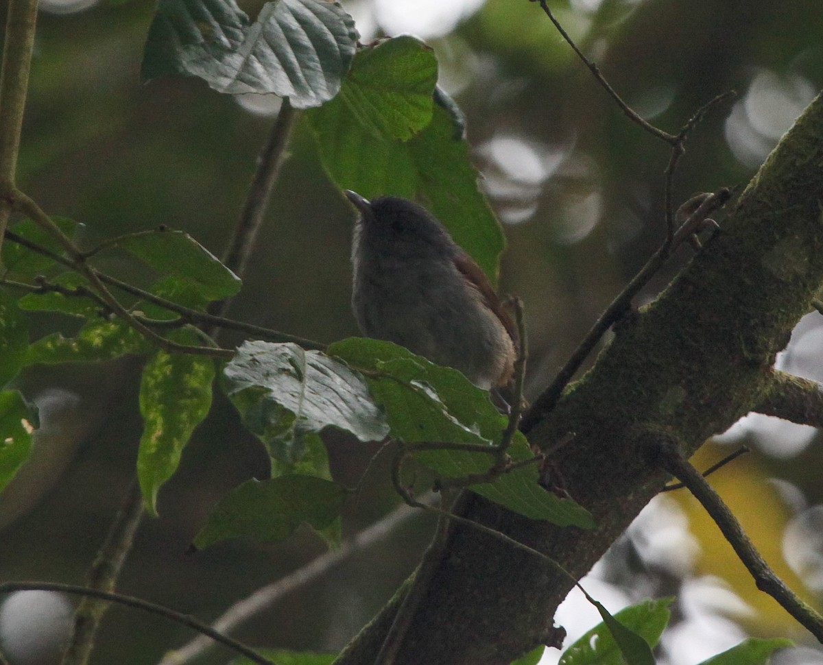 African Hill Babbler (Mt. Cameroon) - ML202628671