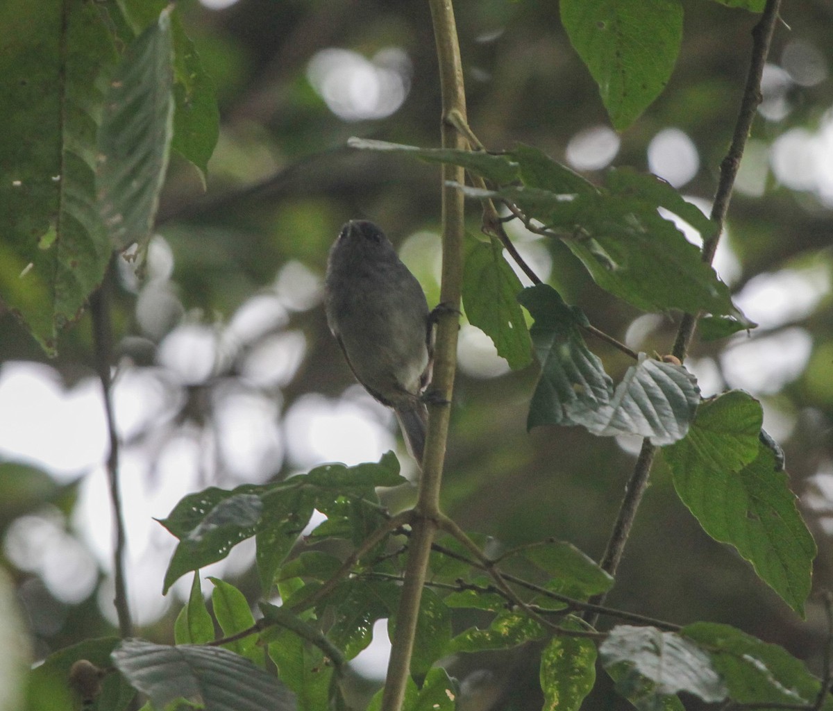 African Hill Babbler (Mt. Cameroon) - ML202628691