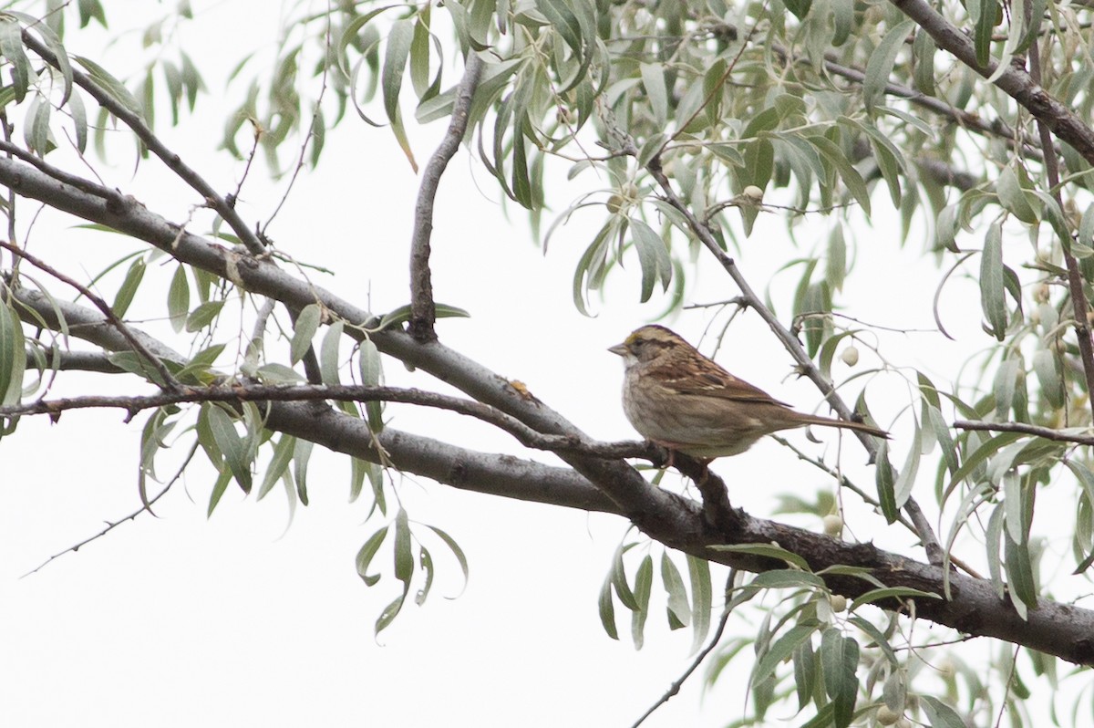 White-throated Sparrow - ML20263041