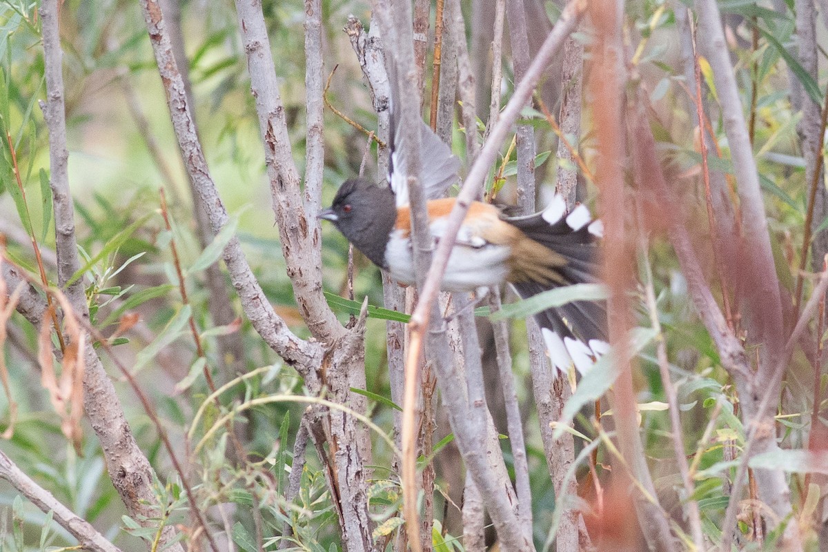 Spotted Towhee - ML20263061
