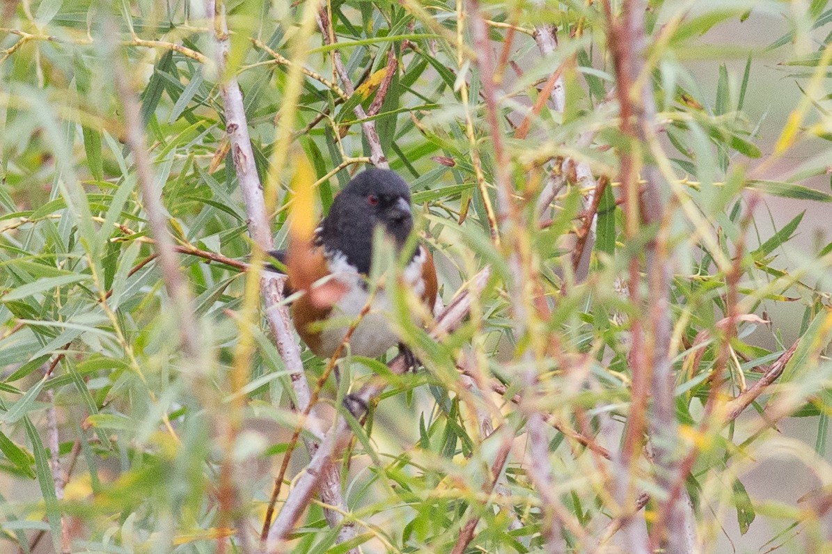 Spotted Towhee - ML20263071