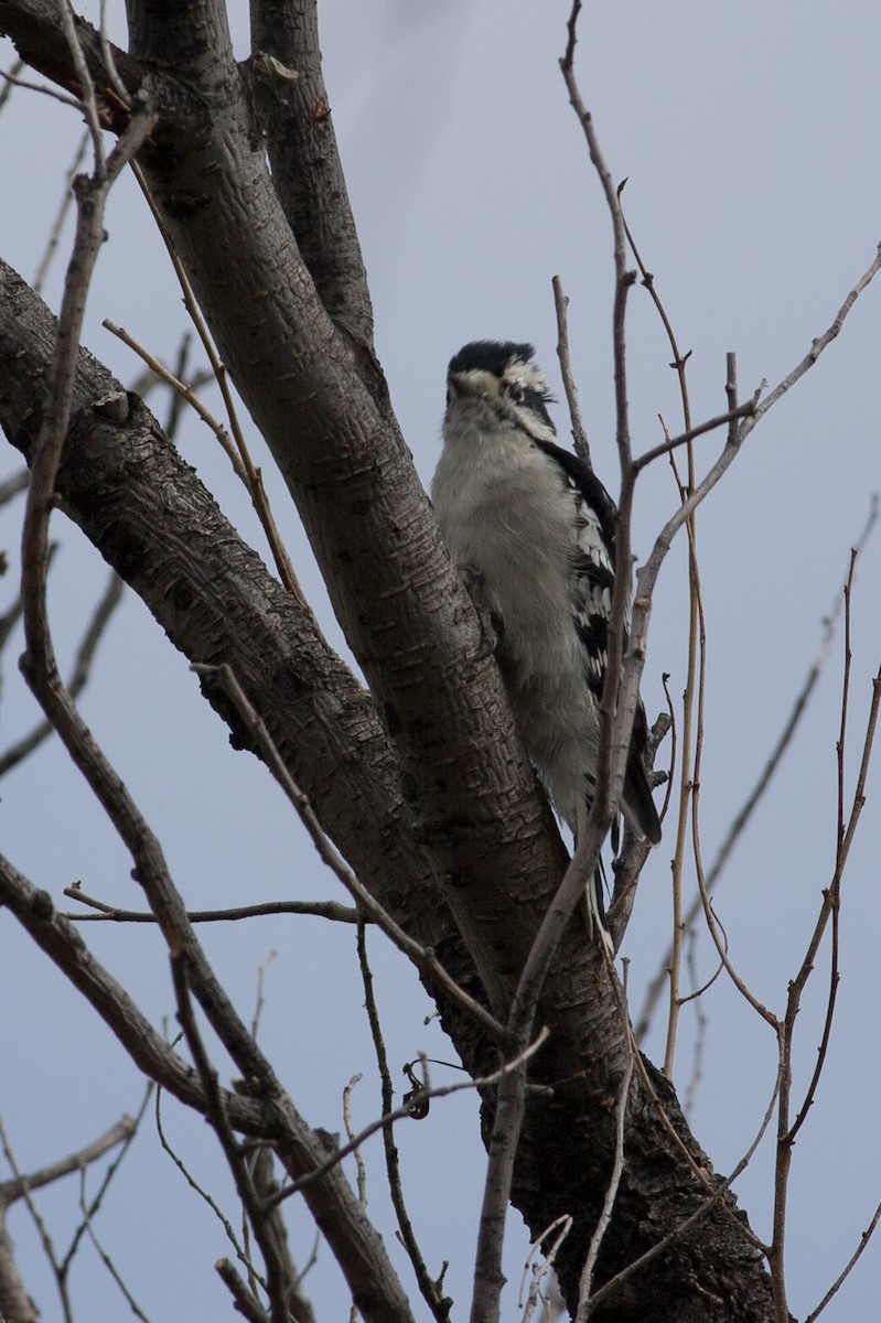 Downy Woodpecker (Eastern) - ML20263111