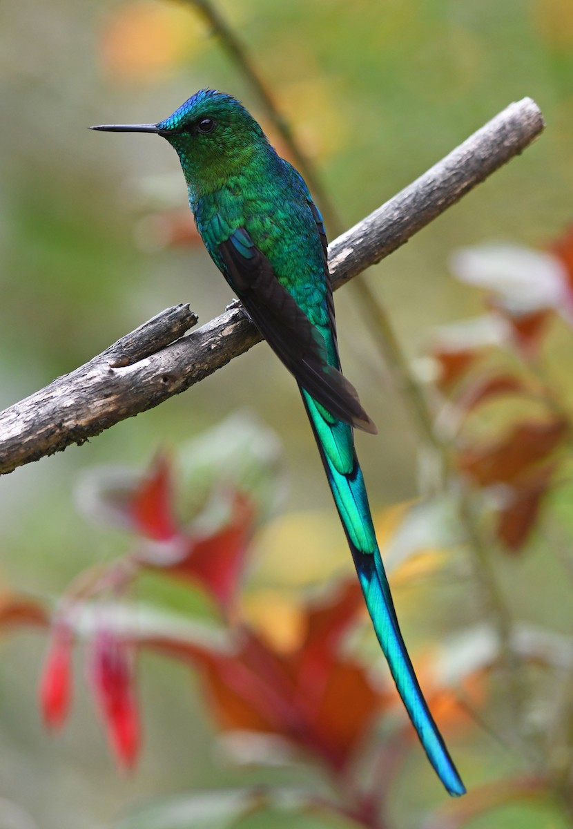 Long-tailed Sylph - ML202634011