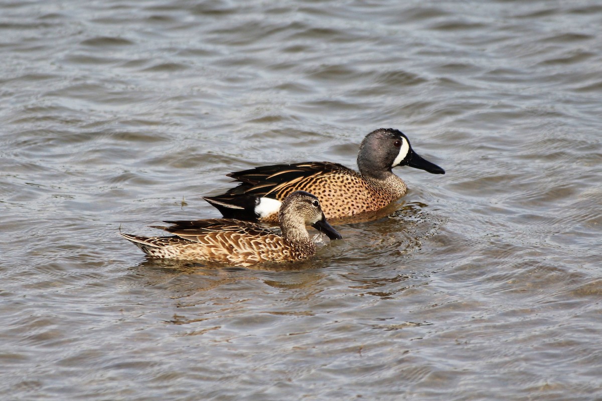 Blue-winged Teal - ML202636721