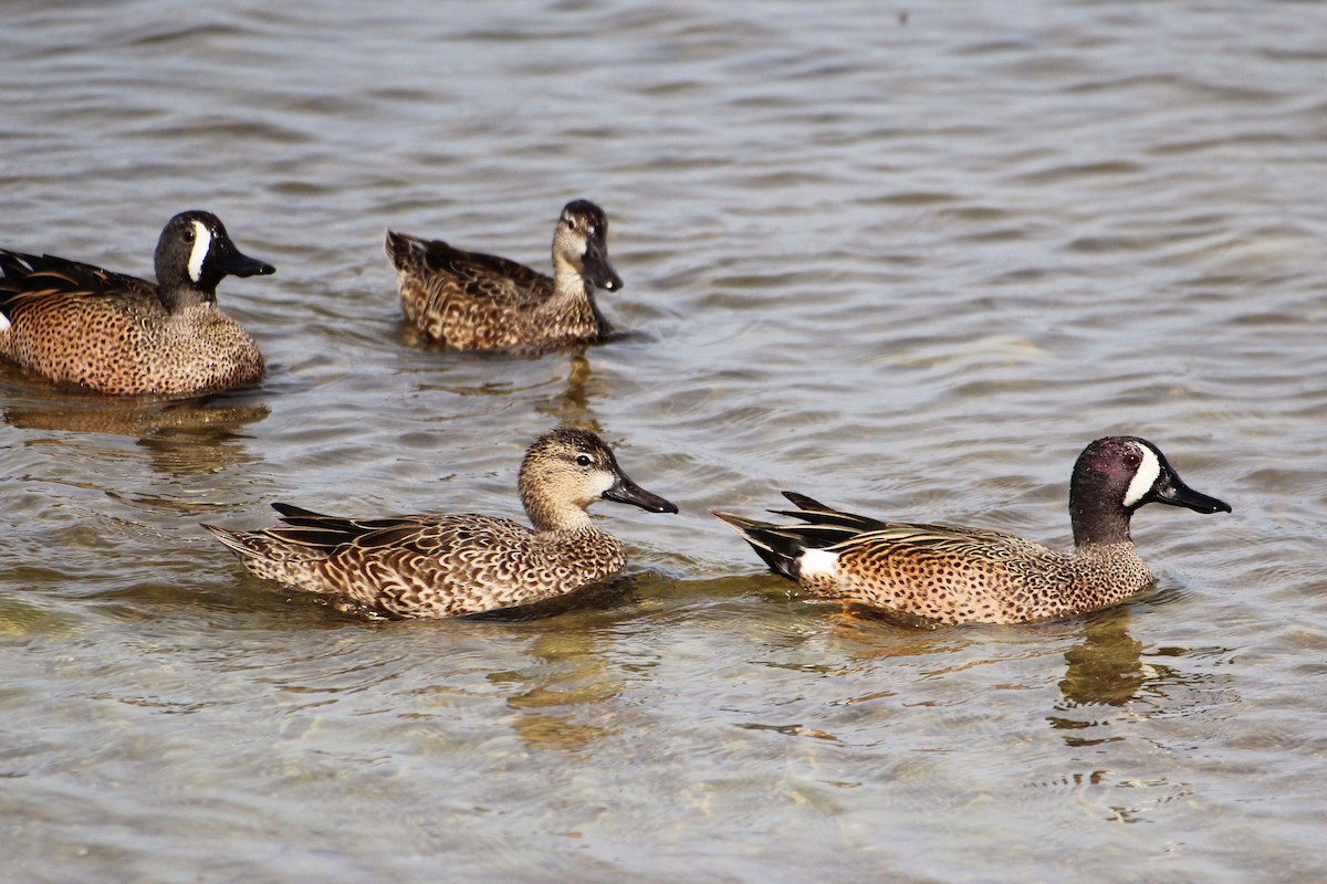 Blue-winged Teal - ML202636791
