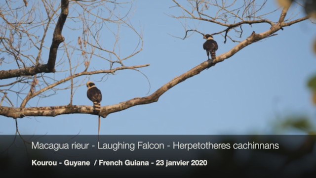 Laughing Falcon - ML202637741