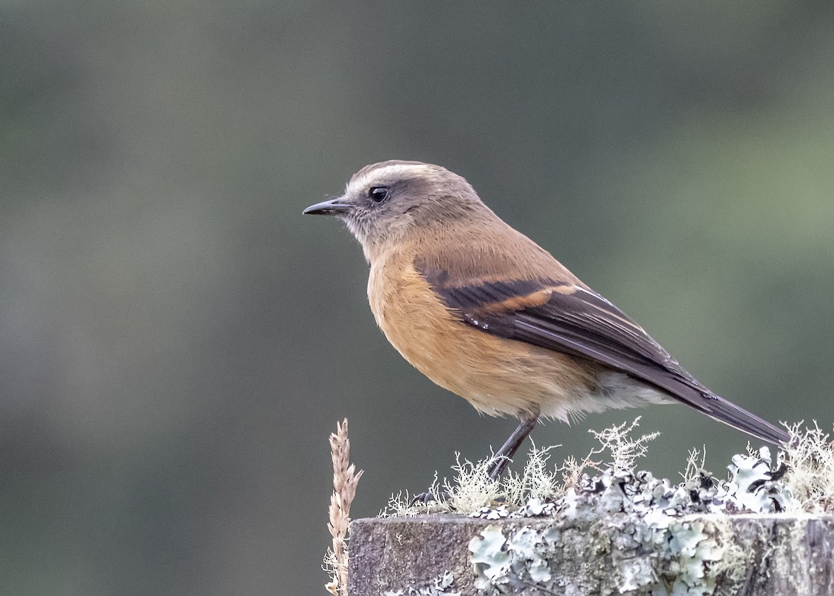 Brown-backed Chat-Tyrant - ML202639701