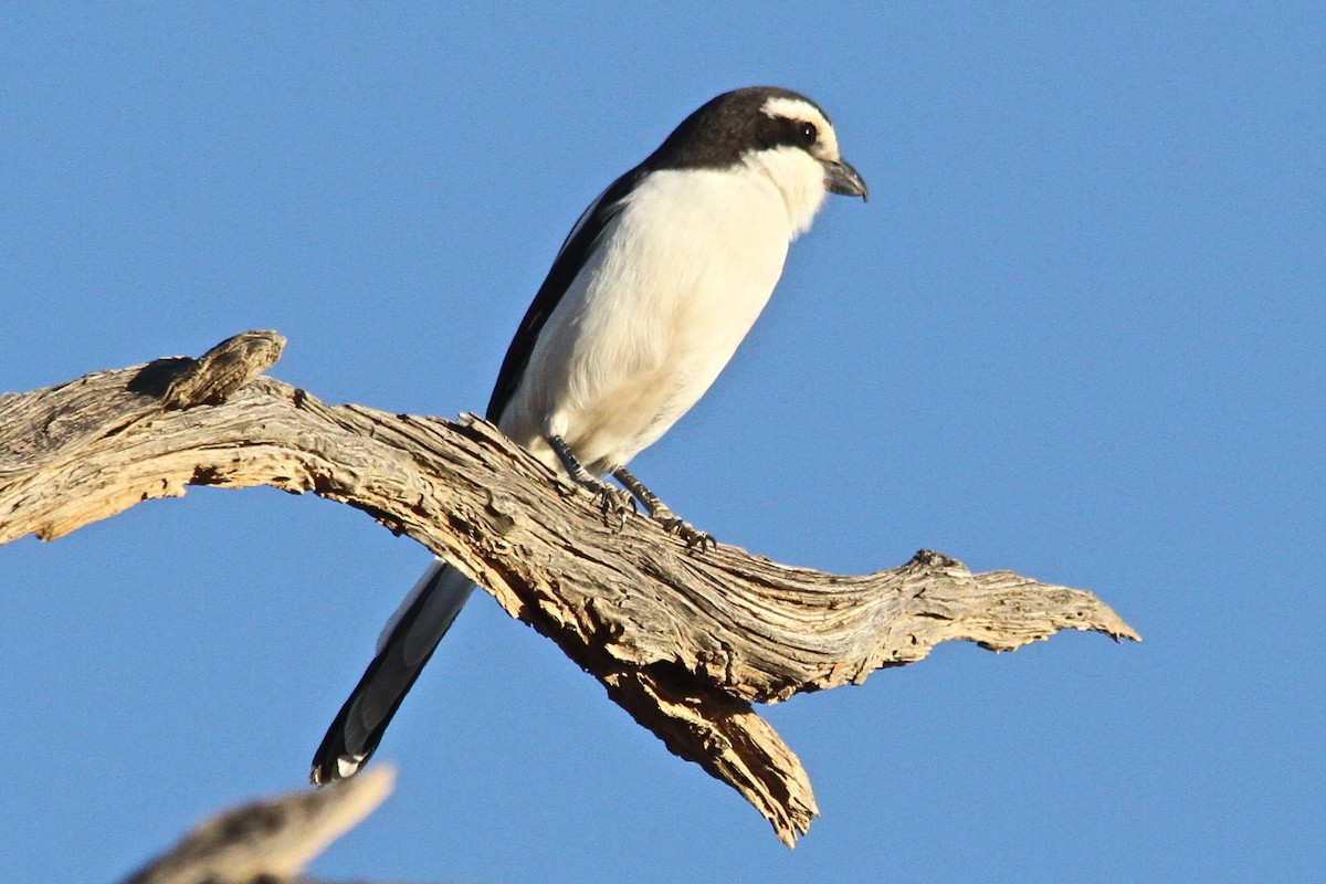 Southern Fiscal - ML20264081