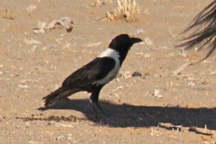 Pied Crow - Dale Provost