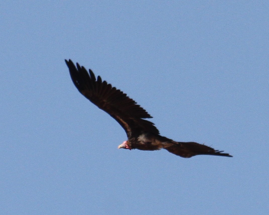 Lappet-faced Vulture - ML20264201