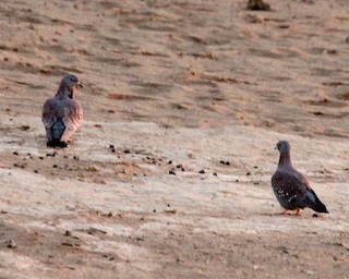 Speckled Pigeon, ML20264231