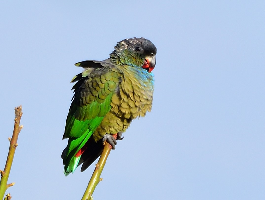 Red-billed Parrot - ML202642421