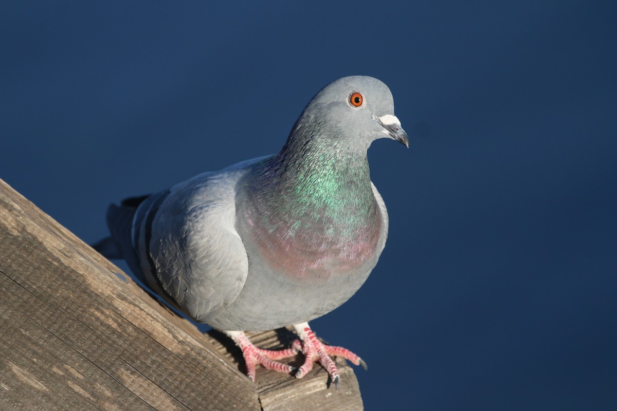 Rock Pigeon (Feral Pigeon) - Anne Jacobs
