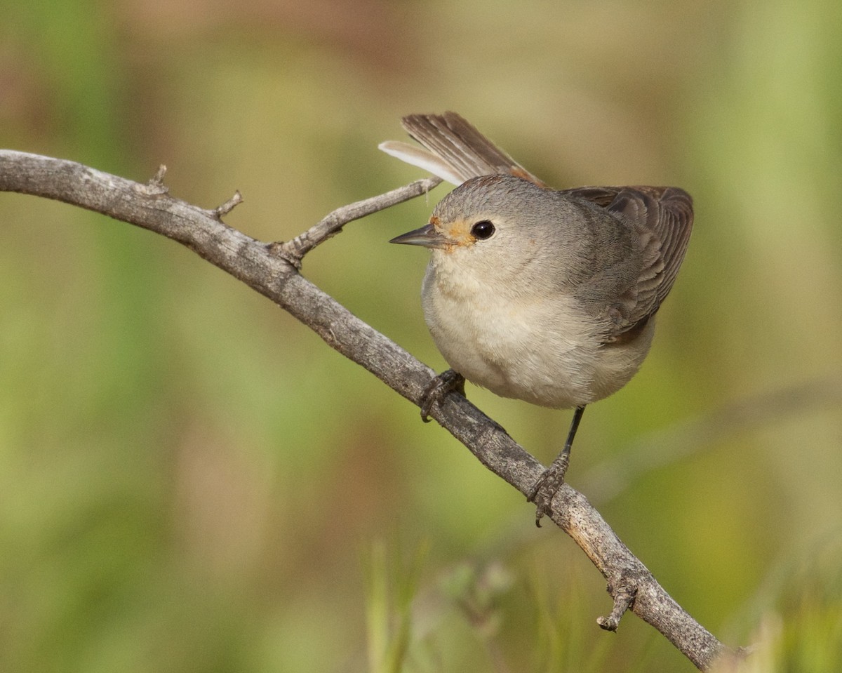 Lucy's Warbler - Mike Schijf