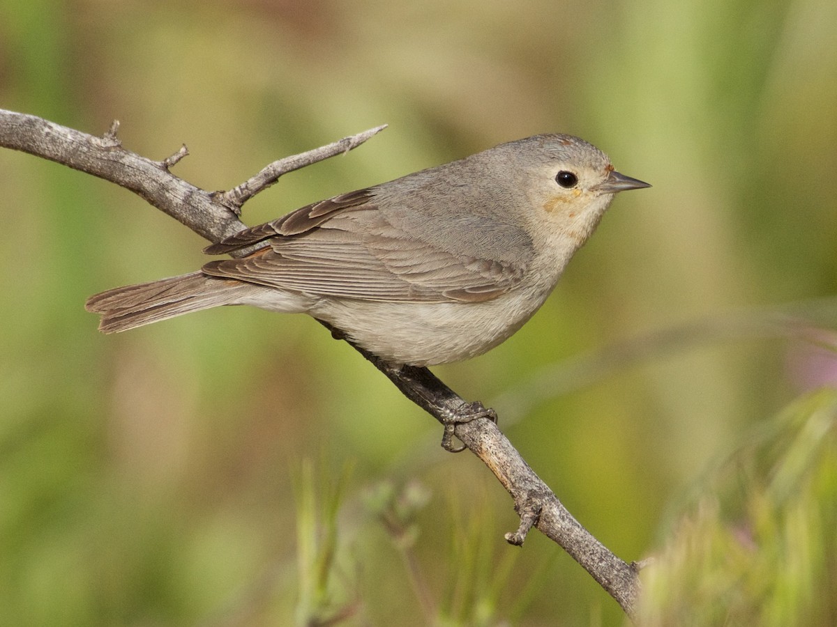 Lucy's Warbler - ML202652691