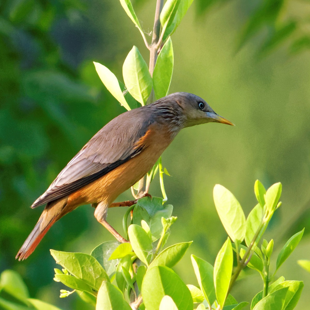 Chestnut-tailed Starling - ML20265551